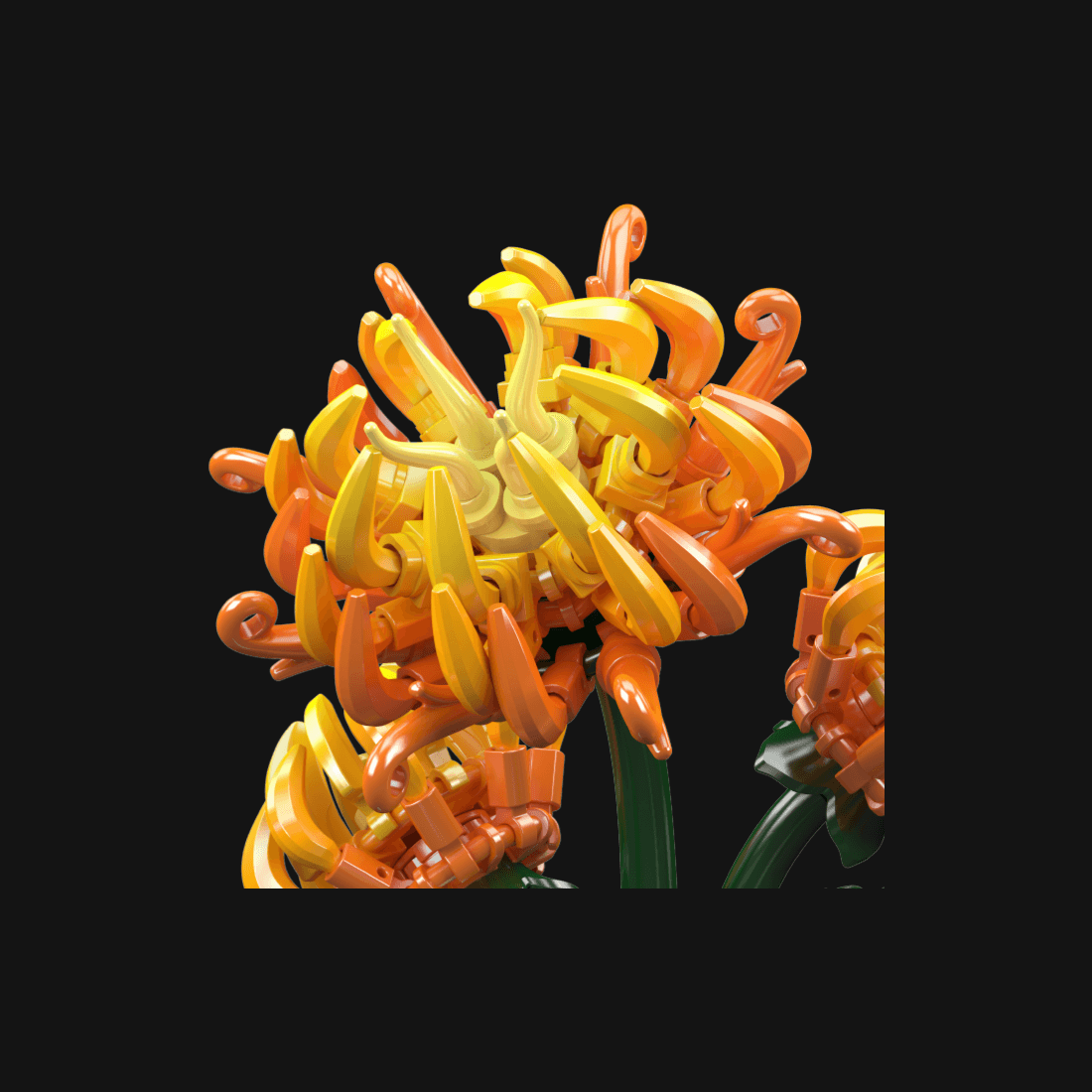 Chrysanthemum — image 4